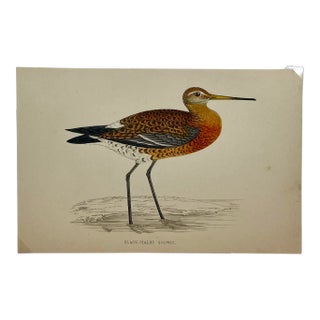 Antique Hand Colored Bird Print From England Showcasing a Black-Tailed Godwit - Circa 1880 For Sale