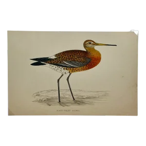Antique Hand Colored Bird Print From England Showcasing a Black-Tailed Godwit - Circa 1880
