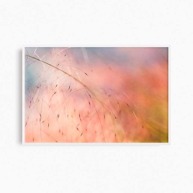 'In the Pink' Set of Botanical Photographs, Series of Four 45 X 30" Fine Art Photography Prints For Sale In Boston - Image 6 of 15
