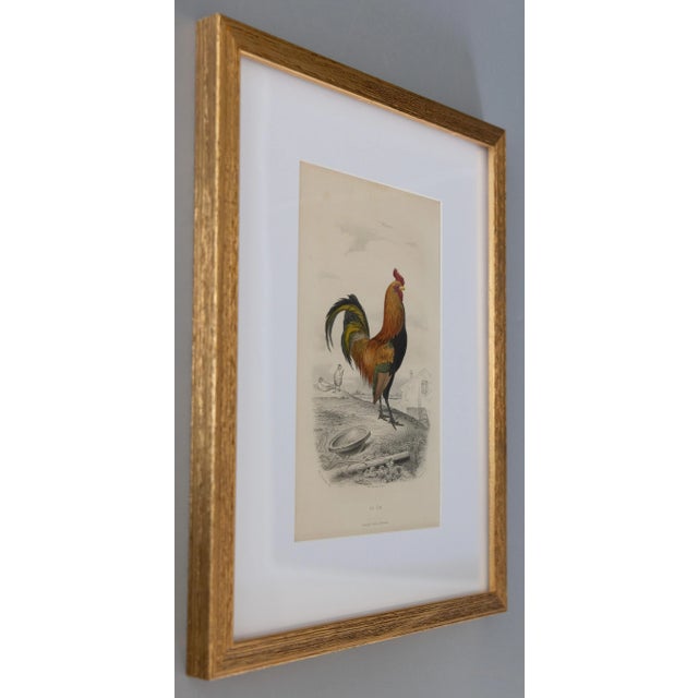 Custom Framed Antique Rooster Engraving For Sale - Image 4 of 5