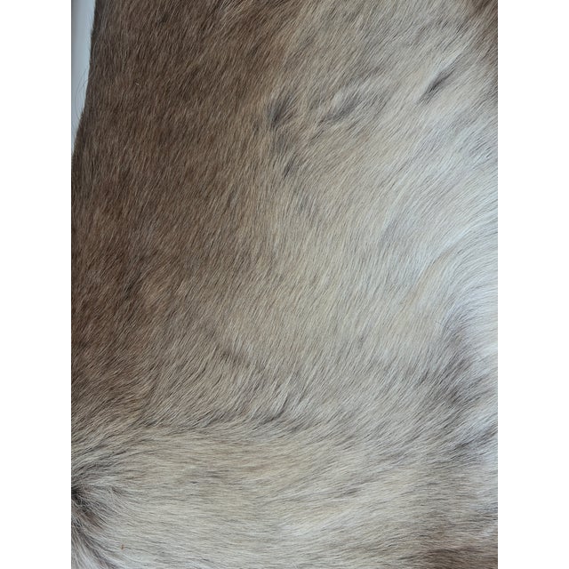 2010s Cb2 Reindeer Hide Acrylic Benches - Pair For Sale - Image 5 of 9