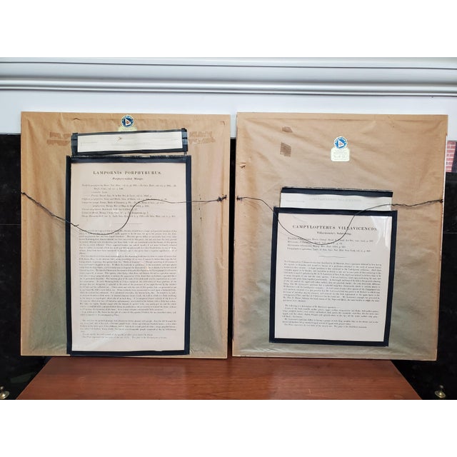 White Antique Framed Hummingbird Prints, Porphyry-Tailed Mango, Villavicencio’s Sabre-Wing Original Pl. 47 & 81, j.gould C1855 For Sale - Image 8 of 10