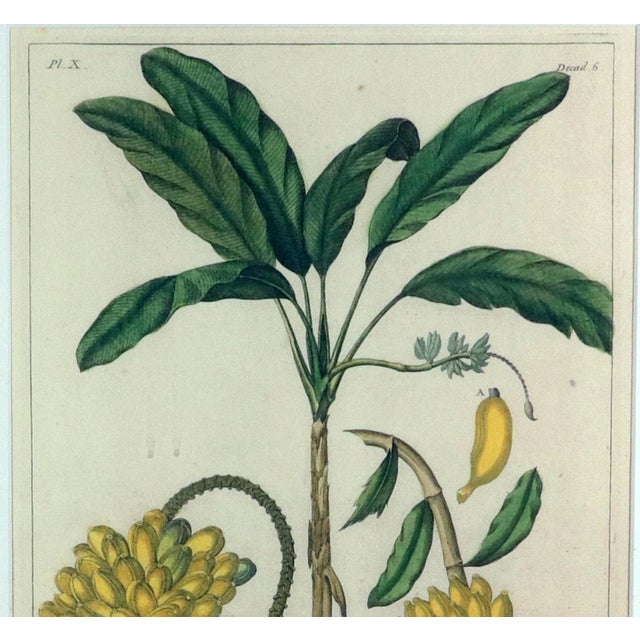 Mid 18th Century Botanical Hand-Colored Copper Engraving of Banana Plants, Georg Eberhard Rumphius, 1741–1750) For Sale - Image 5 of 17