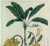Mid 18th Century Botanical Hand-Colored Copper Engraving of Banana Plants, Georg Eberhard Rumphius, 1741–1750) For Sale - Image 5 of 17