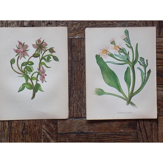 Printmaking Materials Antique 19th Century Anne Pratt Botanical Chromolithographs - Set of 12 For Sale - Image 7 of 10