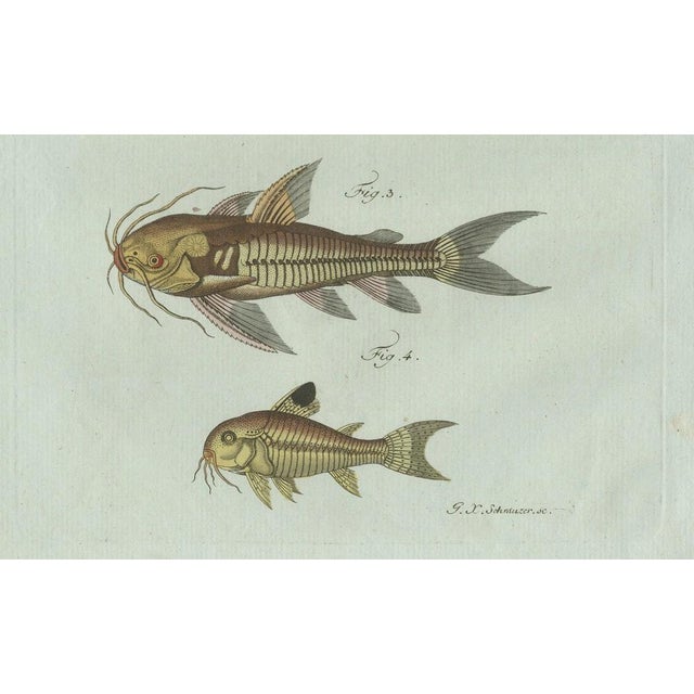 Blue Bertuch, Gar and Exotic Armored Fish, 1800, Engraving For Sale - Image 8 of 9