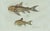 Blue Bertuch, Gar and Exotic Armored Fish, 1800, Engraving For Sale - Image 8 of 9