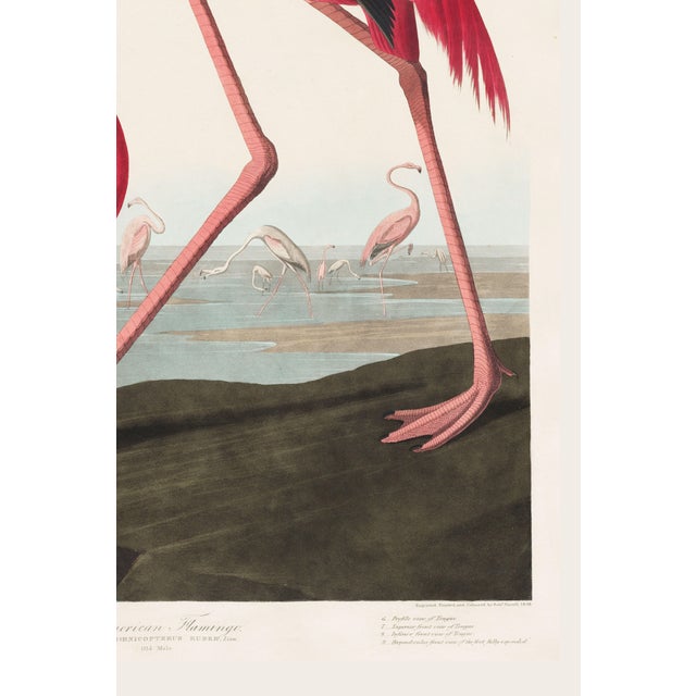 Pink Flamingo (Audubon, Birds of America), Vintage Art Print Reproduction, 20" X 30" For Sale In Buffalo - Image 6 of 12