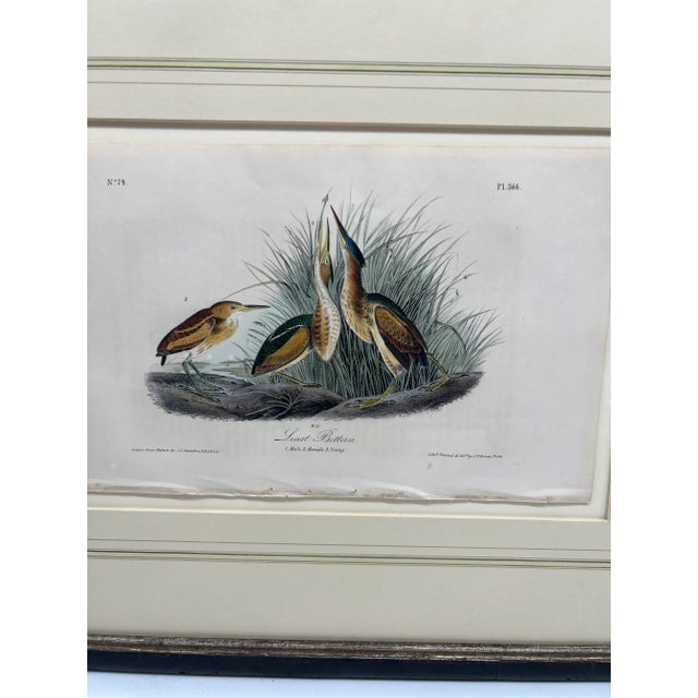 Pair, j.j. Audubon "Least Bittern" & "American Bittern" Ornithologicals For Sale In Boston - Image 6 of 8