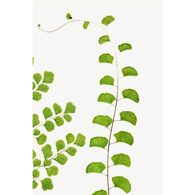 Fern Art Print – Antique Maidenhair Botanical Illustration, 12" X 18" For Sale In Buffalo - Image 6 of 9