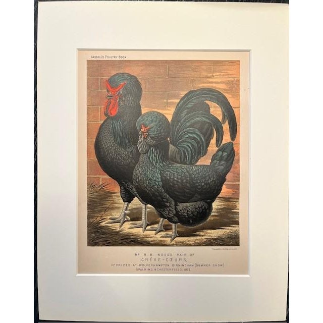 1 Pair of Late 19th Century Antique Cassell’s Poultry Book Cochin Hen and Cock Chromolithographs, 1872, in white matting,...