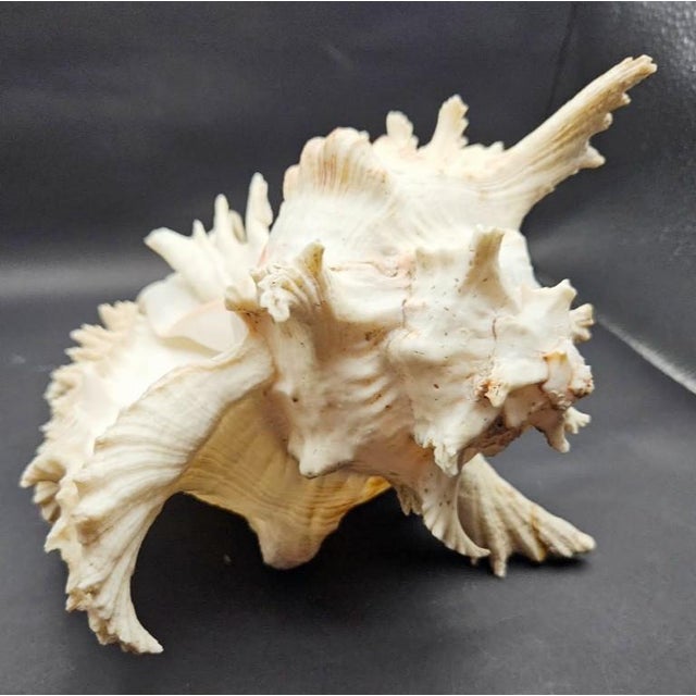 Vintage South Pacific Australian Spiny White W Pink Conch Shell 9.5" X 8" X 7" For Sale In Monterey, CA - Image 6 of 12