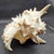 Vintage South Pacific Australian Spiny White W Pink Conch Shell 9.5" X 8" X 7" For Sale In Monterey, CA - Image 6 of 12