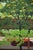 Importing art into the united states is exempt from all u.s. Tariffs but please, do check! masao ido — “green shade” (緑蔭),...