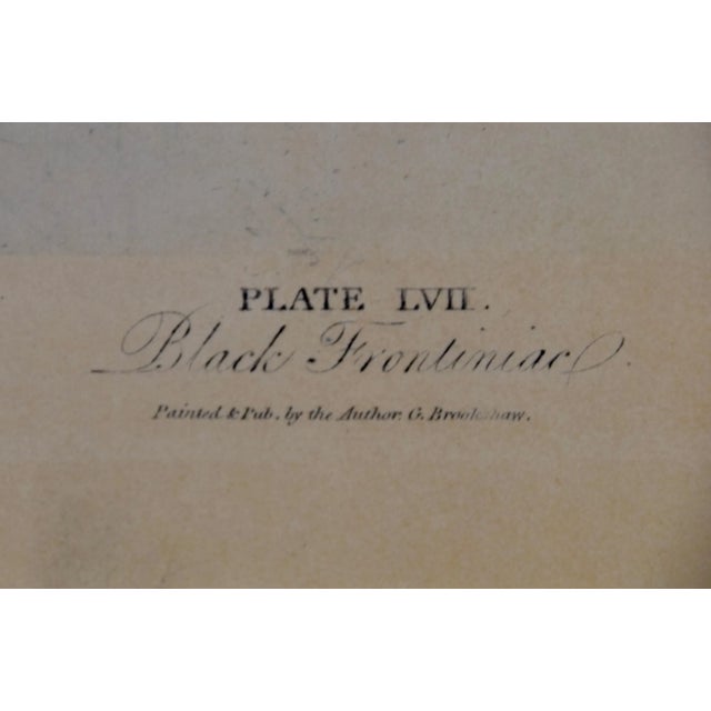 Black Frontiniac Wine Grape: A 19th Century Aquatint From George Brookshaw 'S "Pomona Brittanica", 1804 For Sale - Image 4 of 4