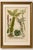 Decorative Botanical Engraving of Sedum & Succulent Plants, 1737 : An original 18th-century botanical plate from Johann...