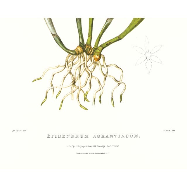 Realism Large 1973 Orchid Flower Lithograph "Epidendrum Aurantiacum" (Orange Epidendrum) After James Bateman For Sale - Image 3 of 7