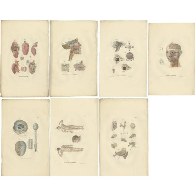 Mid 19th Century Anatomy Illustrations of Splanchnology, 1839, Prints, Set of 27 For Sale - Image 5 of 6