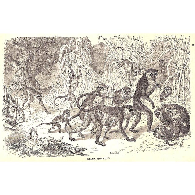 "Our Zoological Friends" 1876 Coultas, Harland For Sale - Image 9 of 10