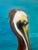 Mcm Coastal Pelican Oil Painting in turquoise, white and brown. Artist S.O'Gara signed on bottom. Perfect for a Coastal...