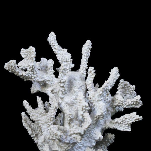 Bring coastal elegance to your space with this vintage coral on lucite. The natural coral specimen displayed on a clear...
