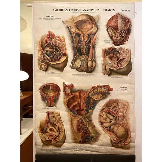Genito-Urinary Anatomical Chart by Fritz Frohse. Dated 1922. Paper mounted on canvas. Shows wear but still presents very...