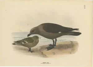 Dresser, The Common Skua, Hand-Colored Print
