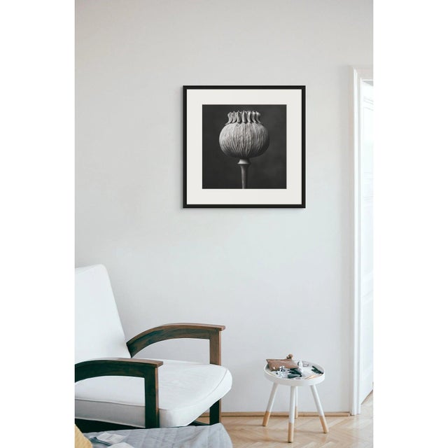 Poppy Pod Head No. 4 - Black and White Botanical Floral Photograph Print | Karl Blossfeldt | Unframed For Sale - Image 4 of 5