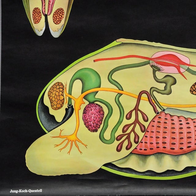 River Mussel Maritime Decorative Wall Chart Art Print by Jung Koch Quentell For Sale - Image 6 of 8