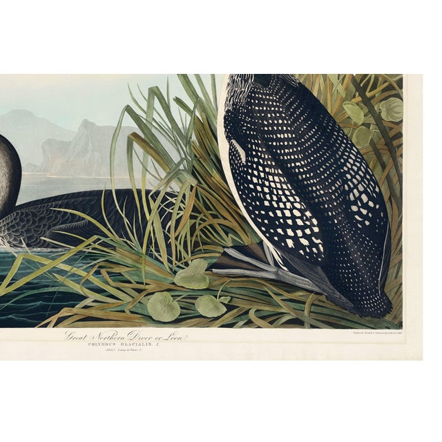 Great Northern Diver or Loon, Vintage Art Print Reproduction From Birds of America by John James Audubon, 30" X 20" For Sale - Image 10 of 10