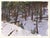 004 - Plein Air-O'Fallon Park, CO, 1/12/22 by Judd Mercer | Gouache Painting of a snowy forest scene For Sale