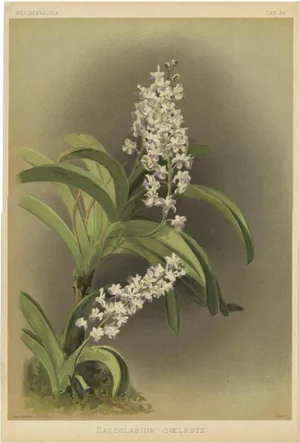 Lavender-White Orchid Saccolabium Coeleste, 1888, Print