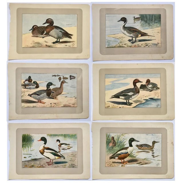 1900 - 1909 1907 “Le Faisan” French Photogravure Print of a Pheasant For Sale - Image 5 of 7