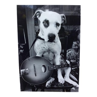 Dog Playing Banjo Photo Stamped Linda Smogor For Sale