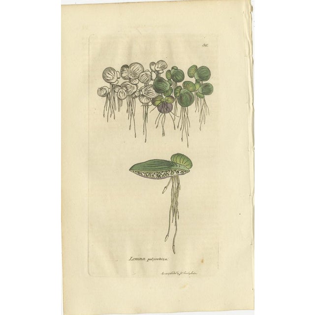 After James Sowerby, Botanical Illustrations of Duckweed and Valerian Species, 1830s, Engravings, Set of 8 For Sale - Image 5 of 10