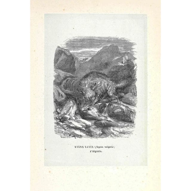 Algerian Hyena is an original lithograph on ivory-colored paper, realized by Paul Gervais (1816-1879). The artwork is from...