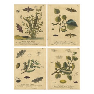 Albin, Hawk & Tiger Moths Hummingbird Hawk, Garden Tiger, 1720, Prints, Set of 4 For Sale