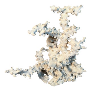 15" Natural Octopus Coral Farmed Tubastraea Micratha With Suction Cups Costal Decor For Sale