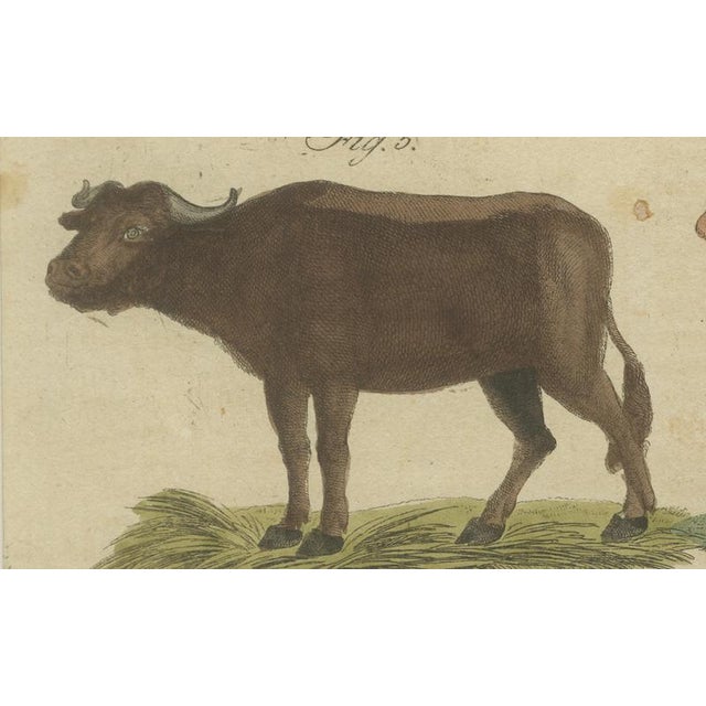 Early 19th Century Antique Indian Cattle, Buffalo & Musk Ox Engraving from Bertuch, 1796 For Sale - Image 5 of 10