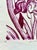 Paper 1980s Original Hand Printed Lithograph “Burgundy Iris” For Sale - Image 7 of 10