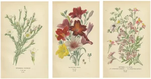 Nierembergia, Salpiglossis and Butterfly Flowers, 1897, Paper, Set of 3