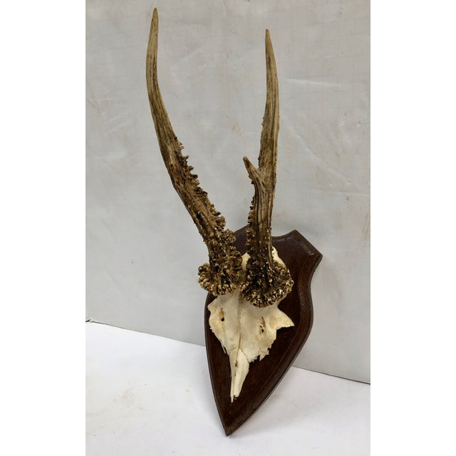German Roe Deer Antlers With Partial Skull Chairish