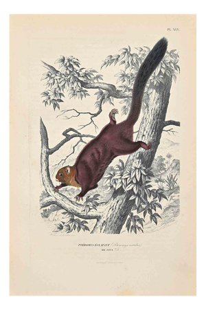 Paul Gervais, The Squirrel, Original Lithograph, 1854