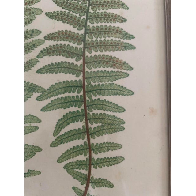 Light Green Vintage Henry Bradbury Fern Print, Framed For Sale - Image 8 of 12