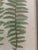 Light Green Vintage Henry Bradbury Fern Print, Framed For Sale - Image 8 of 12