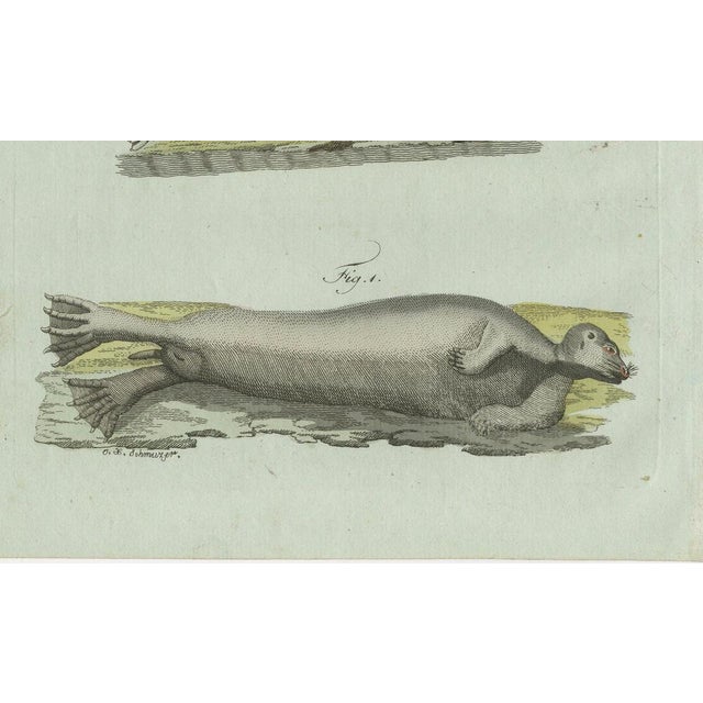 Black Bertuch, Four Seals, 1800, Engraving For Sale - Image 8 of 10