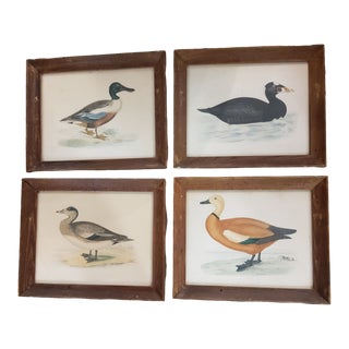 Set of 4 19th Century Prints of Ducks For Sale
