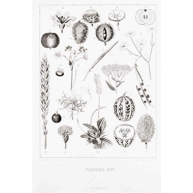 Planche 2 - Les Fleurs Animées Vol.II - Lithograph by J.J. Grandville - 1847 1847 For Sale