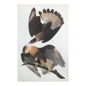Audubon Brazilian Caracara Eagle From Abbeville Edition
