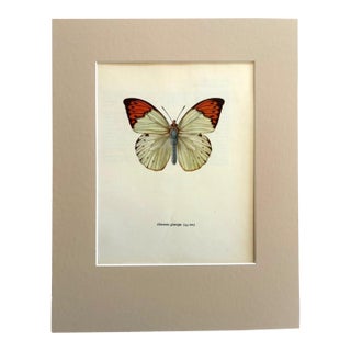 Vintage 1965 Butterfly Print in 11x14 Mat: Hebomia Glaucippe/Great Orange Tip For Sale